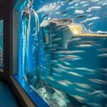 Calamares que cambian de color: así son los nuevos inquilinos del Aquarium Finisterrae de A Coruña