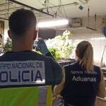 Denuncia un robo en su asociación cannábica en Fuerteventura y permite el descubrimiento de su cultivo de marihuana