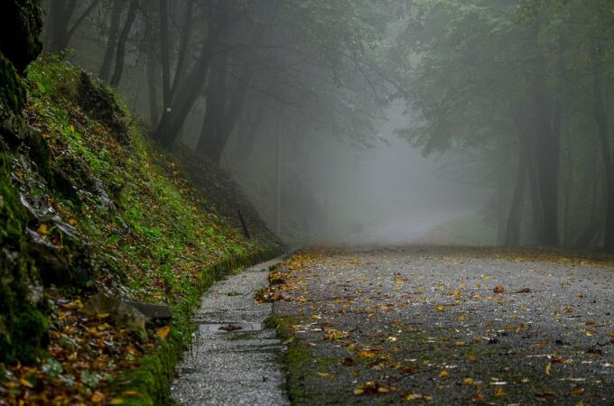 Qué es el ‘síndrome del bosque vacío’ y por qué nos debemos preocupar