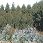 Ence firma un acuerdo con Cruz Roja para ceder 100 toneladas de CO2 absorbidas por sus montes en Huelva