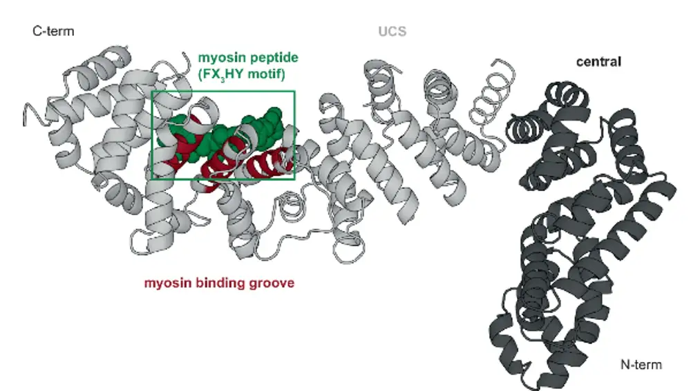 Estructura de cocristal, resaltando el péptido de miosina unido definido por la densidad electrónica y la parte central del surco de unión de miosina