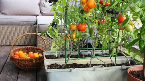Cómo hacer un huerto urbano en tu balcón o terraza.