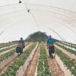 Una explotación agraria de frutos rojos en la provincia de Huelva