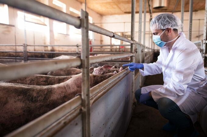 Médico veterinario examinando cerdos en la granja porcina