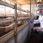 Médico veterinario examinando cerdos en la granja porcina