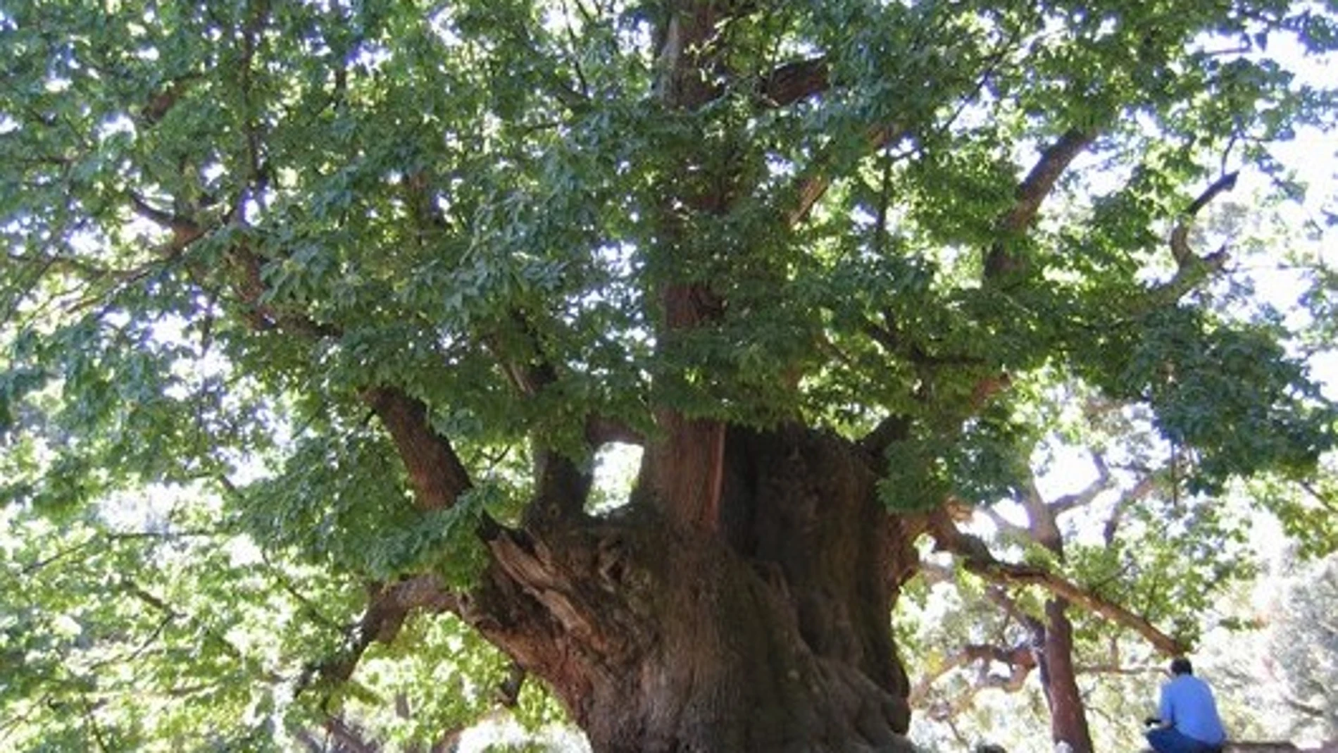 El árbol milenario bajo el que el rey Fernando el Católico celebró una misa de acción de gracias