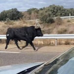 Un toro bravo suelto por la A-62