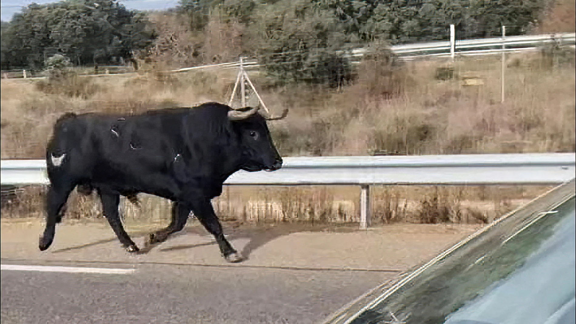 Un toro bravo suelto por la A-62
