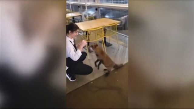 Un hotel de Ourense recibe todos los días la visita de un zorro