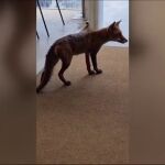 Un hotel de Ourense recibe todos los d&iacute;as la visita de un zorro
