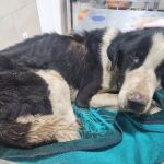 Condenado un vecino de Peñarroya-Pueblonuevo reincidente en maltrato animal por abandonar 11 mastines