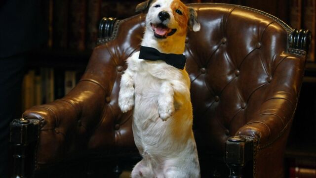 Cook, el perro más famoso de la televisión española