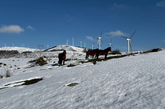 Caballos salvajes en la nieve de Cantabria