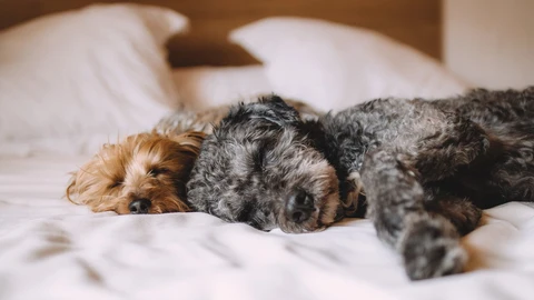 Esta es la raza de perro más cariñosa, según un estudio