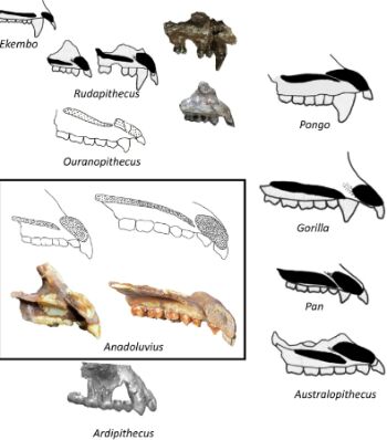 Reconstrucción de homínidos actuales basada en Rudapithecus (modificado de 40) y Ouranopithecus (redibujado de 41 mediante tomografía computarizada).