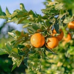 Naranjas en campo de origen nacional