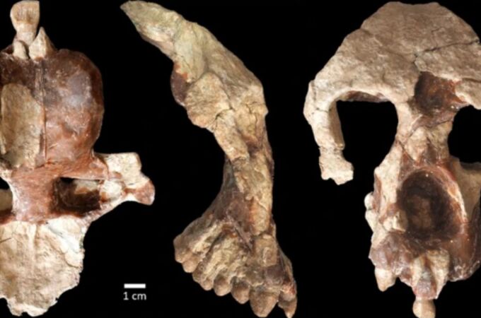 Los humanos se originaron en Europa, no en África, según un descubrimiento fósil