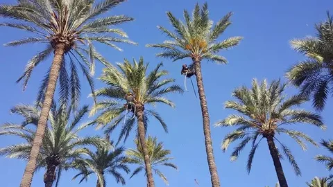 Palmeras