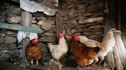 Estados Unidos confirma el primer caso grave de gripe aviar H5N1 en humanos