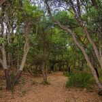 El majestuoso bosque que nos podemos encontrar en tierras bercianas