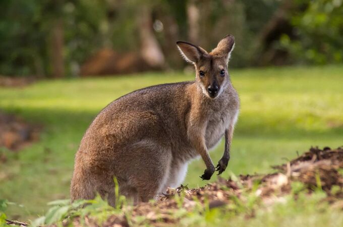 Imputado un hombre por "crueldad animal" tras el hallazgo de unos cien canguros muertos en Australia