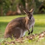 Imputado un hombre por "crueldad animal" tras el hallazgo de unos cien canguros muertos en Australia