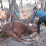 Un efectivo de la Guardia Civil con la yegua muerta