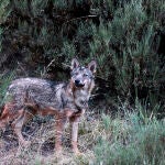 Lobo Ibérico