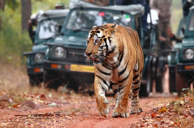 Turismo de safari en África. Jeeps siguen a un tigre