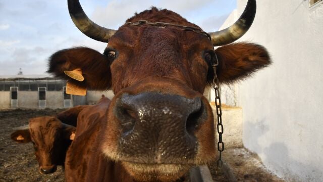 Imagen de archivo de una vaca. 