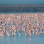 Un estudio prevé que la marisma de Doñana se inunde con agua salobre a finales de siglo por el cambio climático