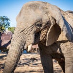 Muere en Barcelona la elefanta africana Yoyo, la más longeva del mundo