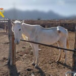 Investigan a dos personas por maltrato animal tras hallar cuatro cadáveres de caballos