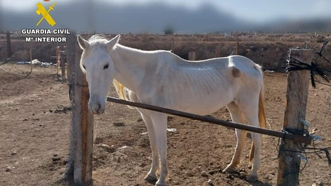 Investigan a dos personas por maltrato animal tras hallar cuatro cadáveres de caballos