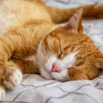 El lugar donde duerme tu gato no es casualidad: este es su significado