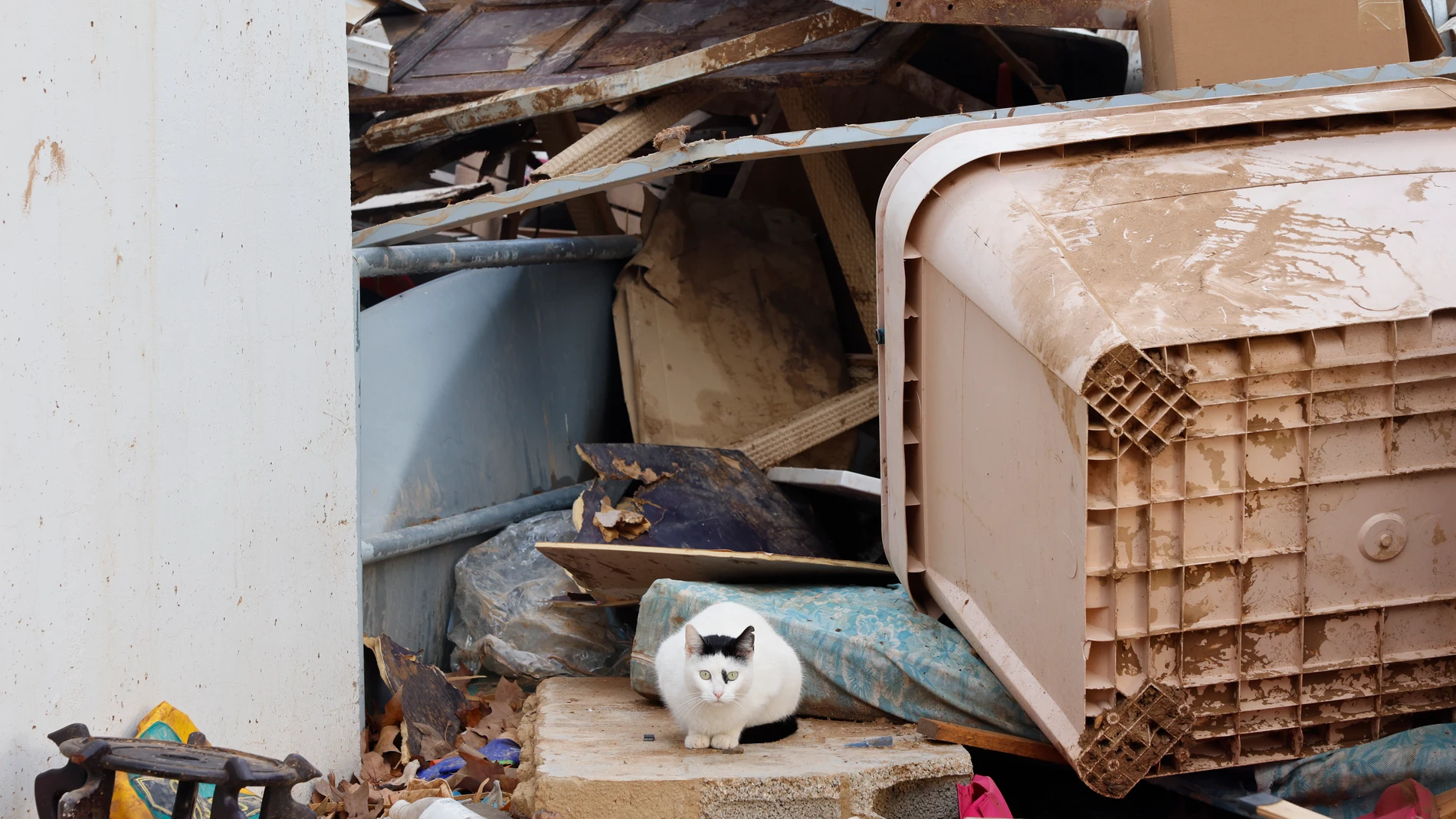 ALFAFAR (VALENCIA), 31/12/2024.- Un gato permanece entre los escombros de una vivienda en Alfafar, Valencia, este martes. EFE/ Ana Escobar