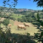 Vacas pastando en un prado en Asturias. 