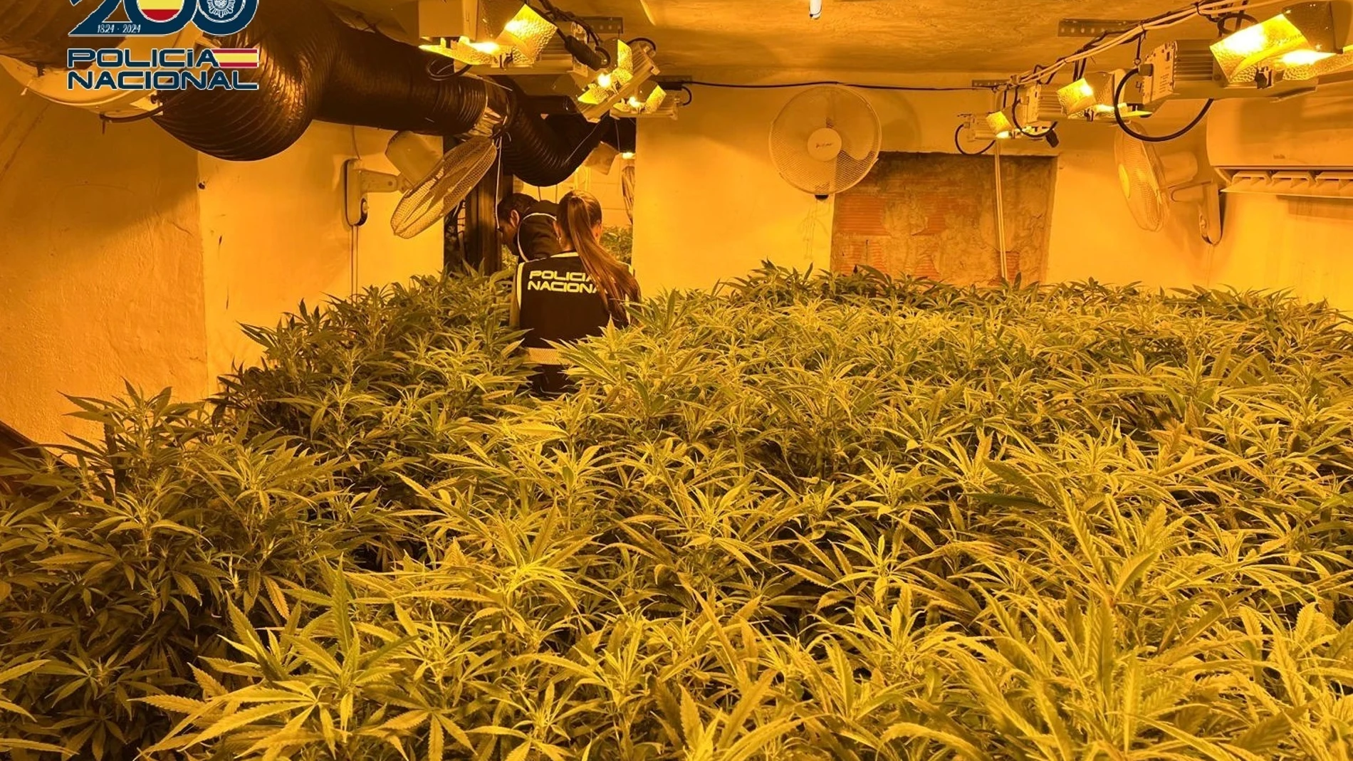 Una de las plantaciones intervenidas