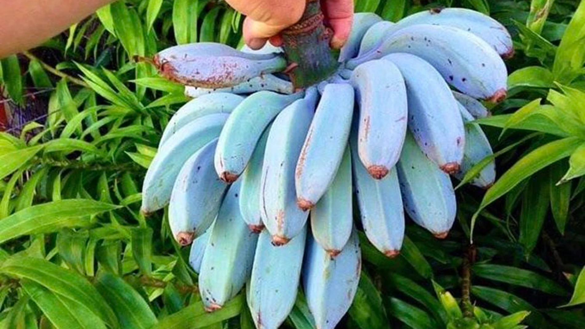 Plátano azul