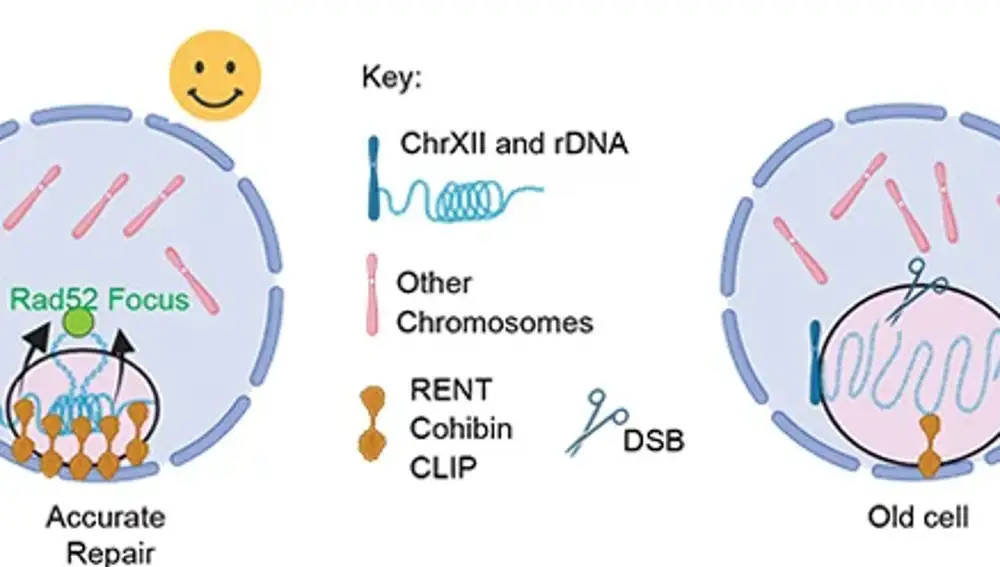Nucleólos de las células