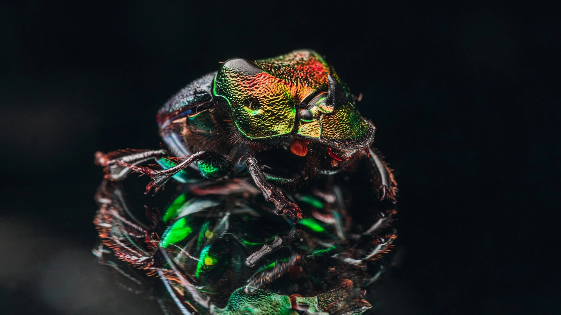 bacteria insecto escarabajo