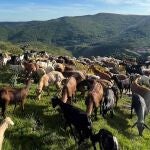 Rebaño de cabras en la provincia de Palencia