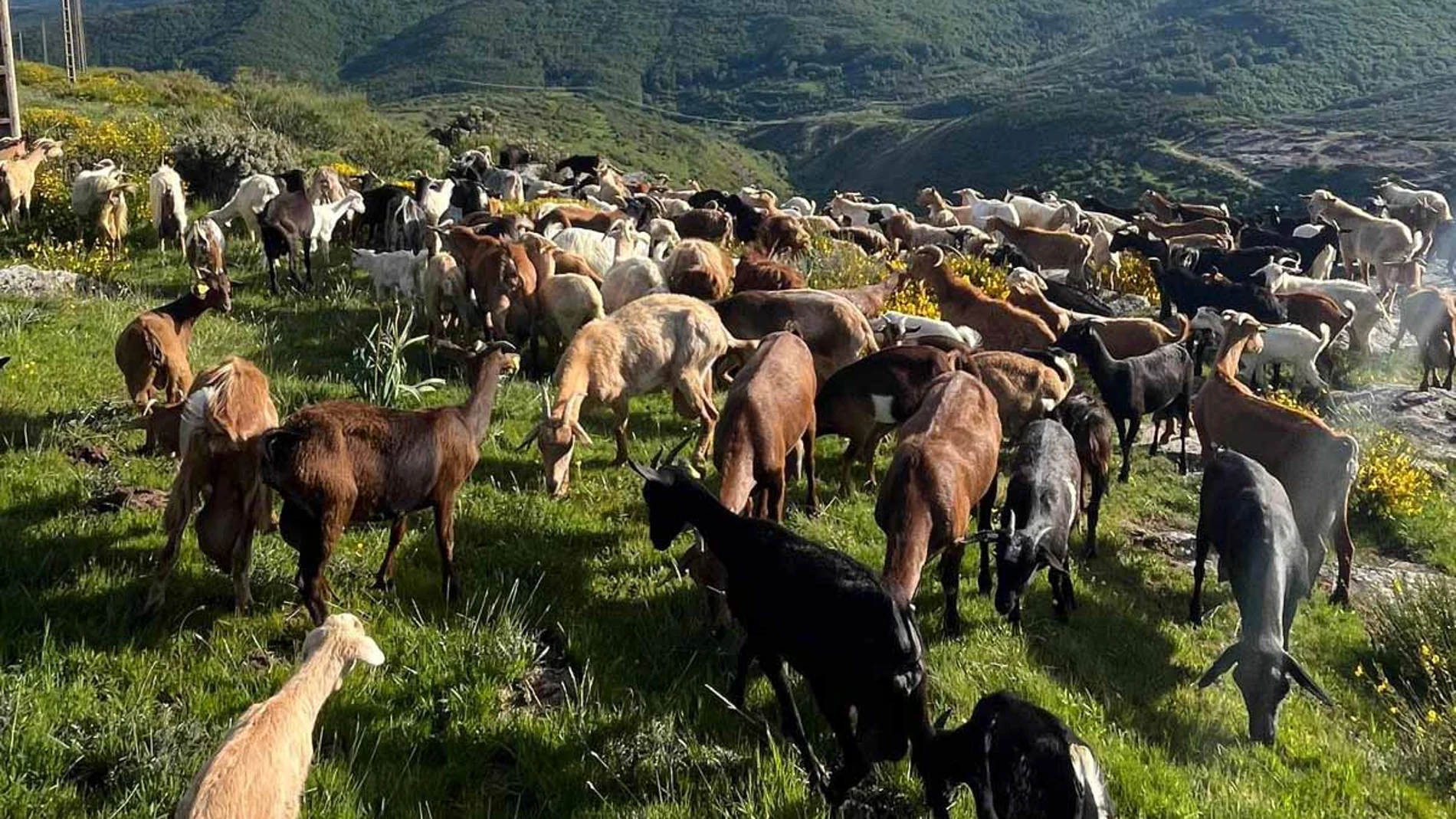 Cabras Por qué las cabras se desmayan cuando se asustan