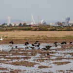 Situación del Parque Natural de la Albufera tras la dana del pasado 29 de octubre