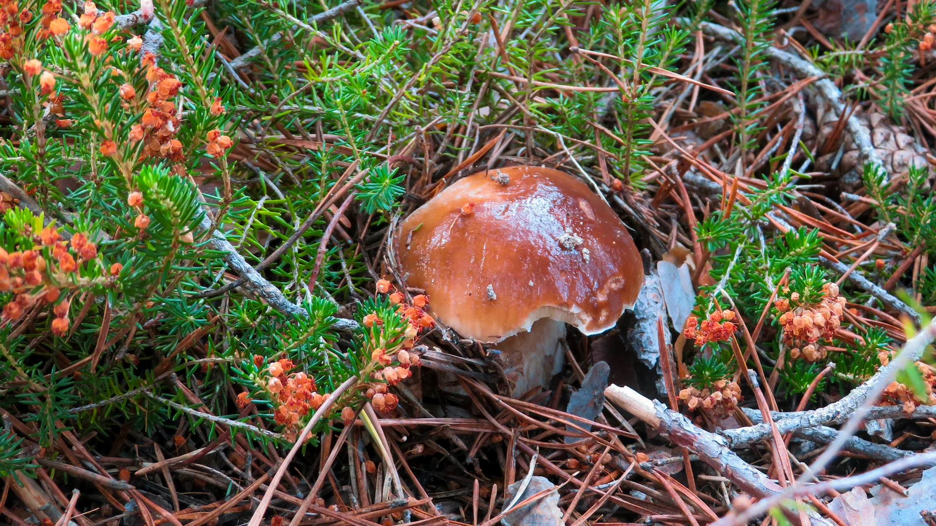 Ejemplar de boletus eludis en los Montes de Soria