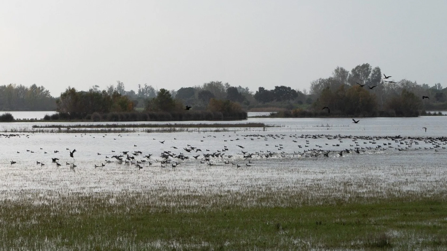 Almonte se involucra en la recuperación de las lagunas de Doñana