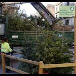 Barcelona habilita 226 puntos de recogida de árboles de Navidad en los 10 distritos de la ciudad