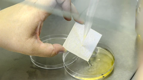 royecto Lignicoat, una investigación de la Junta que desvela las propiedades del lúpulo para obtener resinas sostenibles de aplicación en recubrimientos de maderas y metales