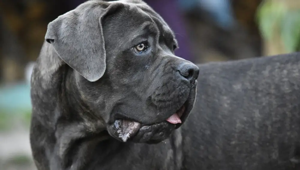 Cane Corso