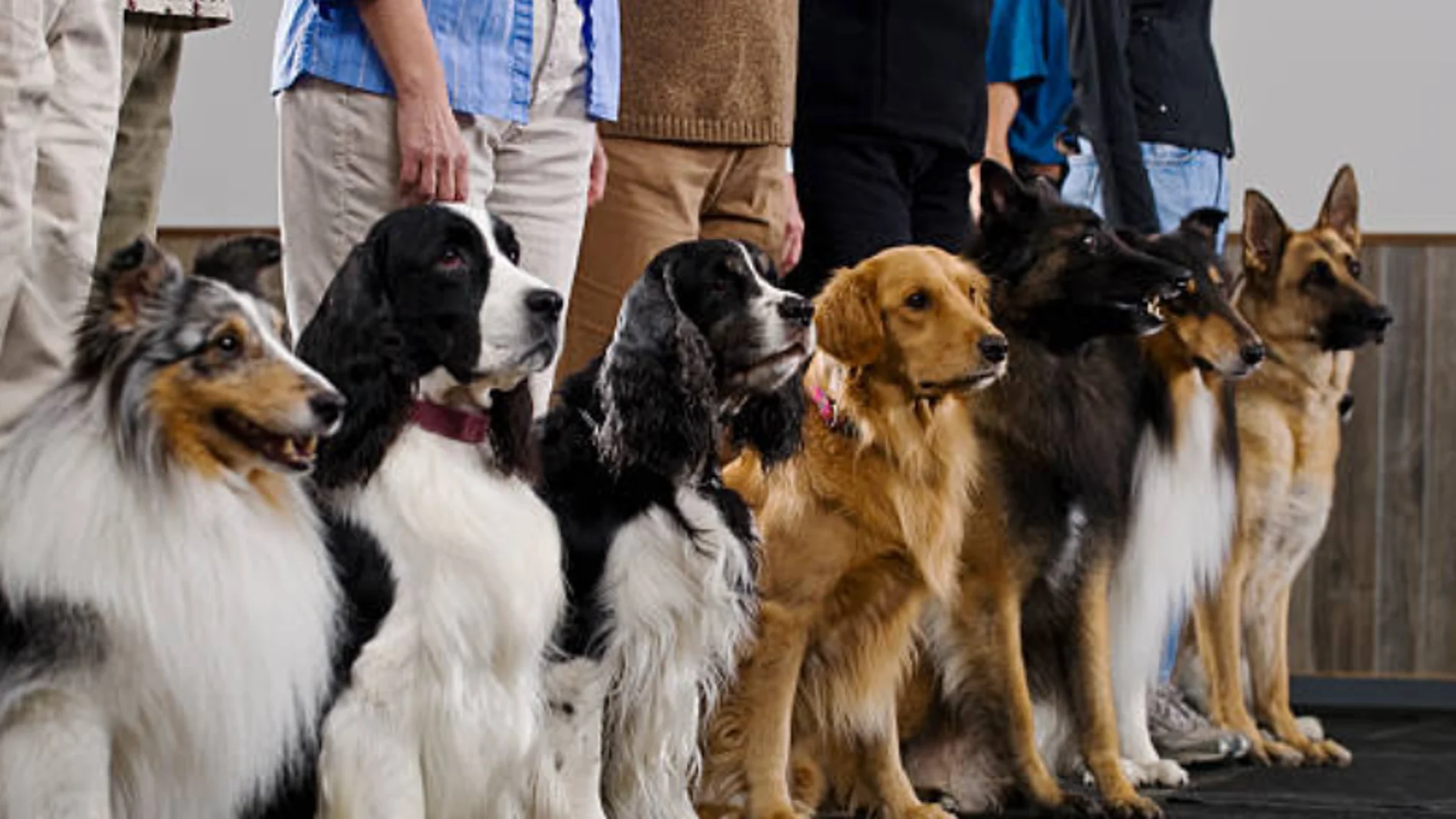 ¿Qué raza de perro serías según tu fecha de nacimiento?